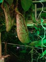 Albums/20200303-Kew Gardens/25